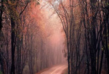 邮报：勒沃库森仍有意麦卡蒂，可能要求将他加入维尔茨的交易.