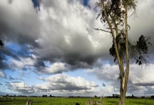 3377体育：巡护员一天两次偶遇野生国宝！熊猫：没想到吧今天营业两次.